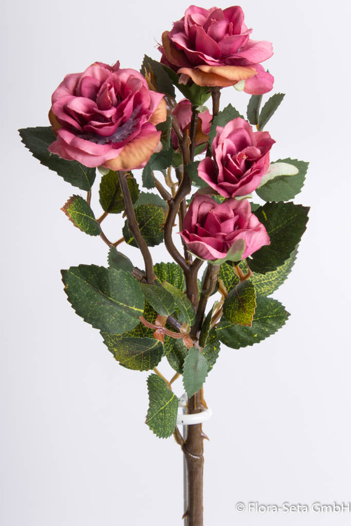 Mini-Rosenzweig (Polyantha Rose) Farbe: dunkelrosa | 10108254-09