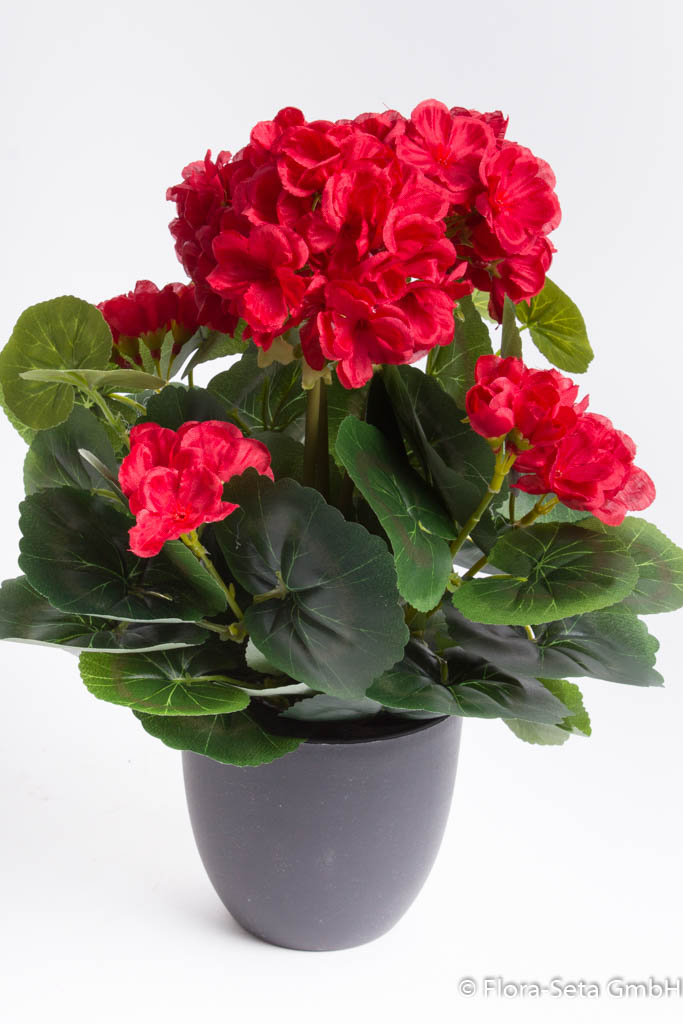 Geranienbusch mit 7 Blütenköpfen im schwarzen Kunststofftopf Farbe: rot