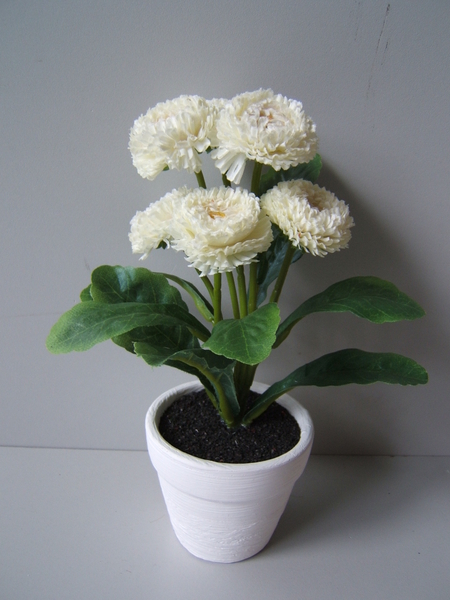 Bellis in weißem Keramiktopf mit 6 Blüten u. 9 Blättern Farbe:creme-weiß